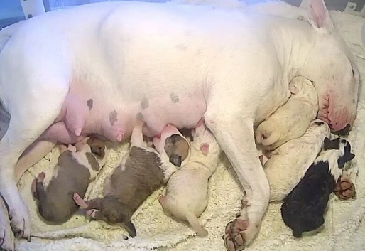 KC registered health tested English bull terrier pups
