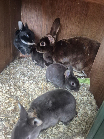 Standard rex rabbits