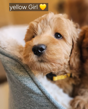 Ready 1 girl, licenced breeder! dna clear f1b miniature cockapoo!