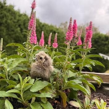 Silkie chicks available