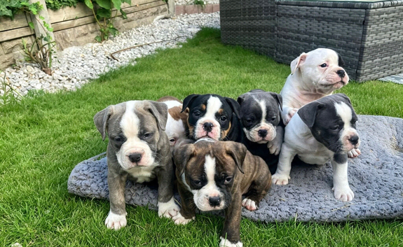 Beautiful Old English Bulldogge f2 puppies