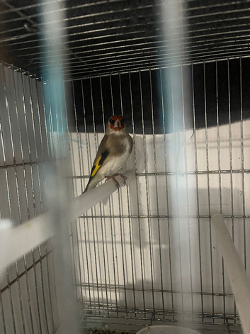 Himalayan goldfinches for sale