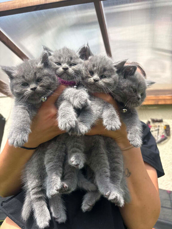 2 kittens ready for a new home