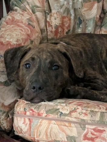 Brindle staffordshire puppy