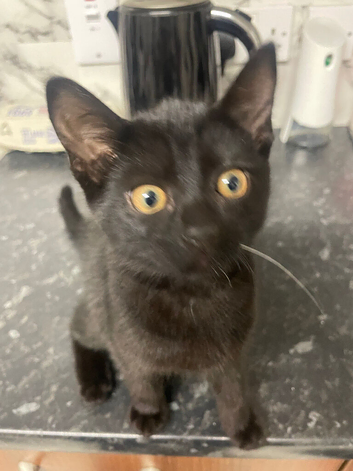 1 female Siamese kitten in need of a new home asap