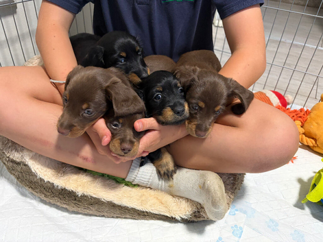 Miniature dachshund