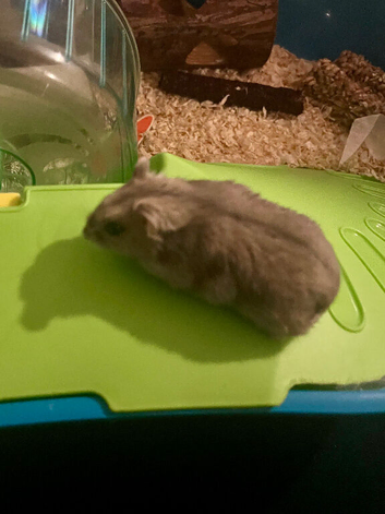 Russian dwarf hamster for rehoming