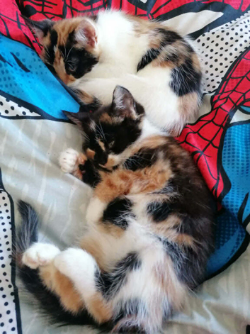 ** Two Beautiful Female Kittens &ndash; 12 Weeks Old &ndash; Ready for Their Forever Homes **
