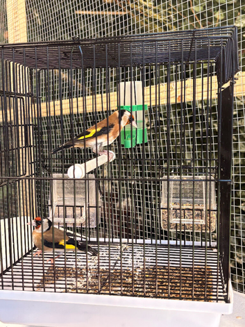 Goldfinch breeding pair