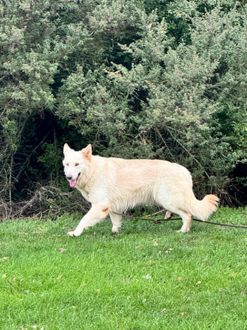 Female German Shepherd