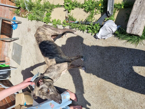 Saluki whippet bull greyhound 11 month old