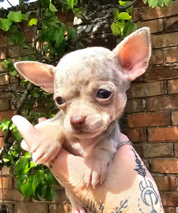 Stunning short haired chihuahua puppies