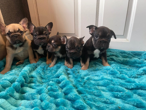 Litter of 5 ready for their forever homes