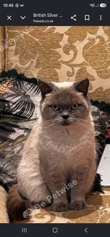 British shorthair