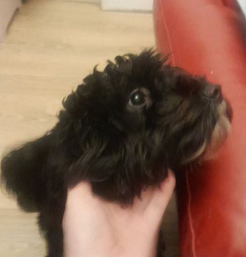 Gorgeous 1 year old cockapoo
