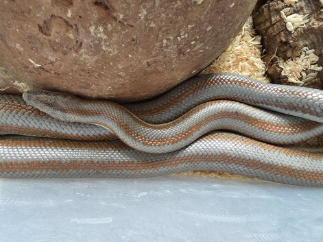 Adult male mid baja rosy boa