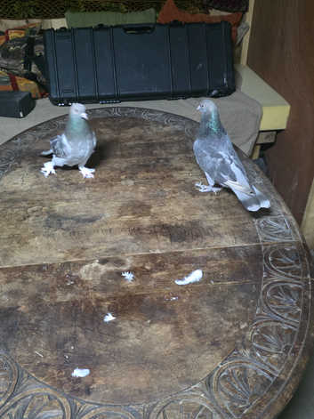 tumbler pigeon