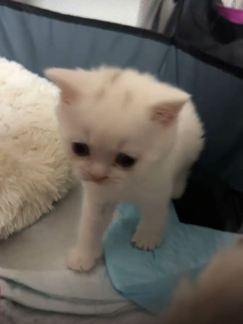 WHITE BSH kitten