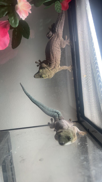 Standing day geckos