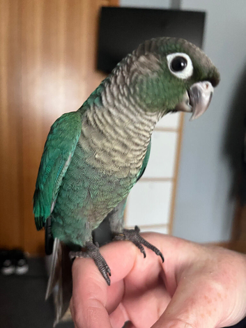 Green Cheek Conures