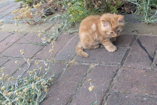 Fluffy Ginger Girl Kitten