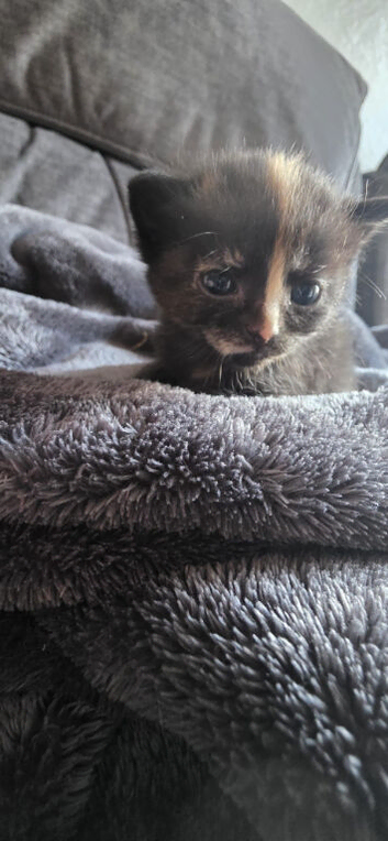 Mixed breed kittens