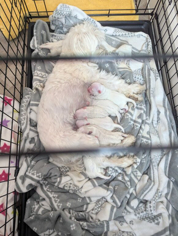 Fluffy Maltese Babies Looking for Loving Homes &ndash; Ready Mid-June!
