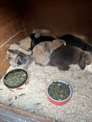 5 Lop rabbits