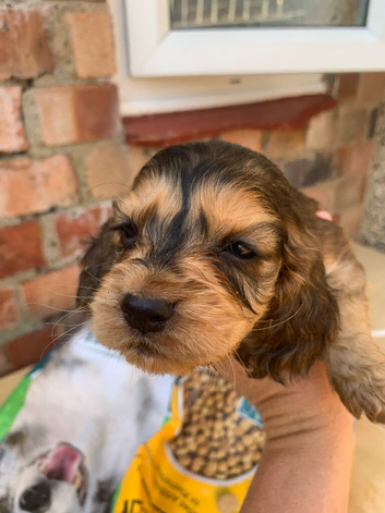 Show cocker spaniels