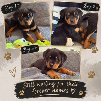 Beautiful rottweiler puppies for sale