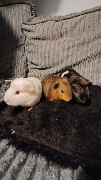 3 lovely bonded male guinea pigs