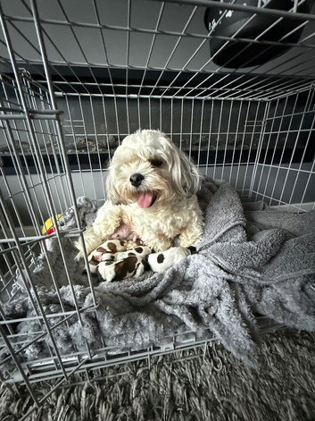 Beautiful Malshie puppies