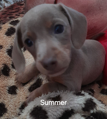 Miniature dachshund short haired