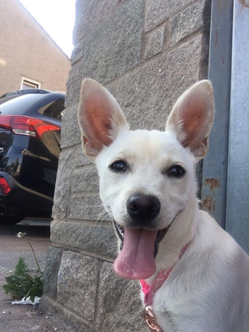Chihuahua