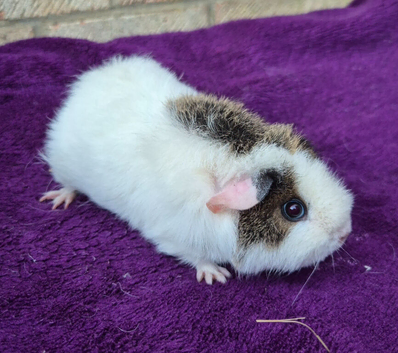 BABY TEDDY SOWS