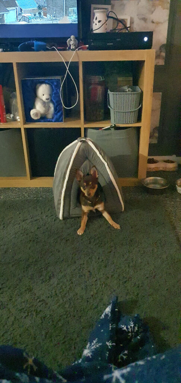 Dog