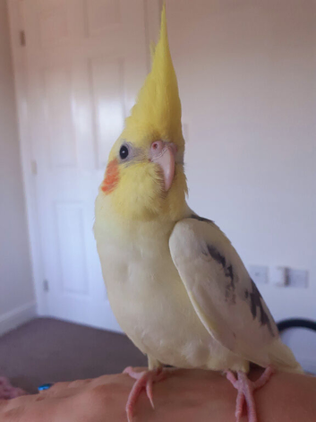 Extremely tame hand-reared cockatiels