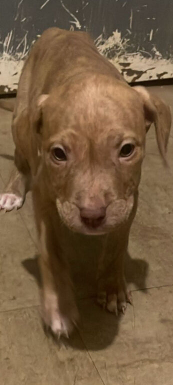 American Bully Puppies