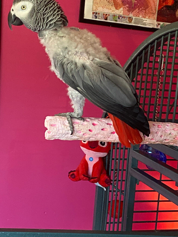 Female African grey