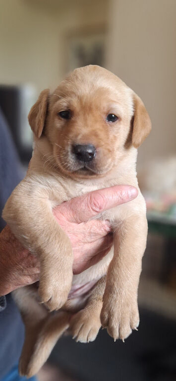 Fully Health Tested Labrador Pups