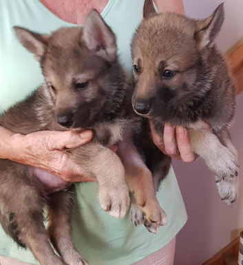 TAMASKAN PUPPIES PEDIGREE, REGISTERED AND EMBARKED