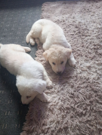 Two boys
