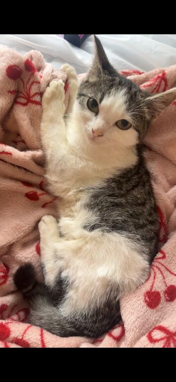 Female shorthair