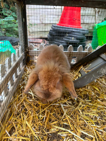 Lionhead female rabbit and cage