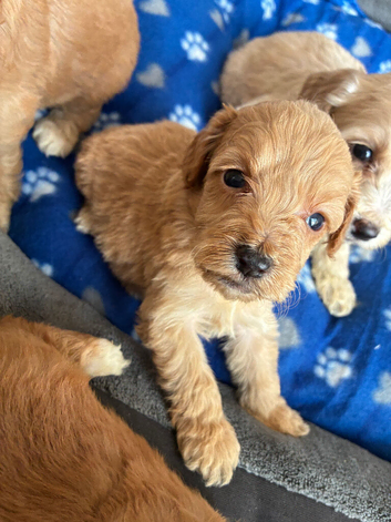 Stunning cockapoo puppies
