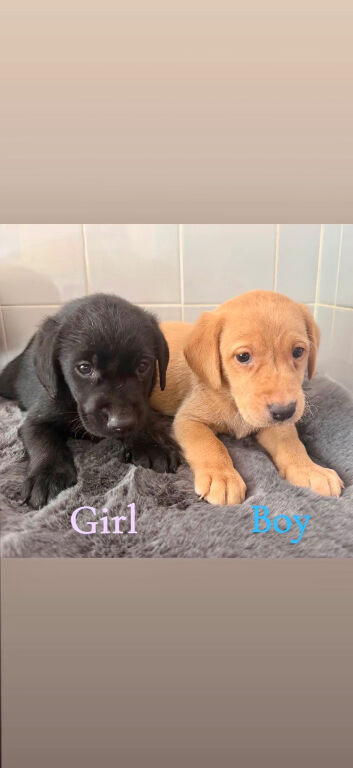5 beautiful labradors 2 black girls 2 cream boys