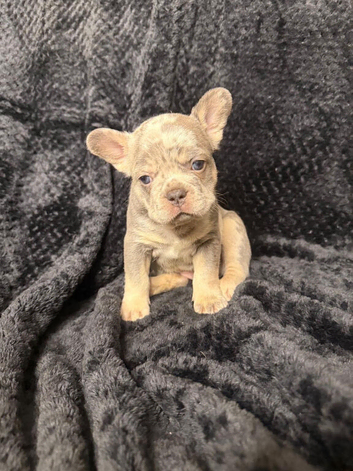 Adorable French Bulldog Puppies Ready for Their Forever Homes