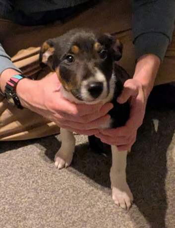 Border collie puppy