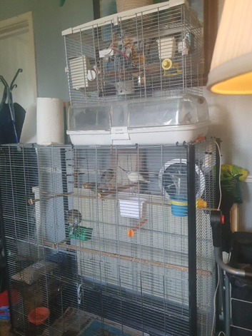 Large cage with canarys