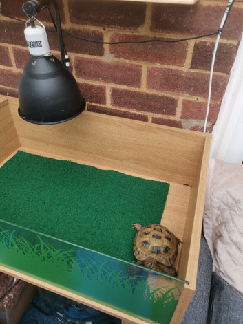 Horsfield Male tortoise for Sale